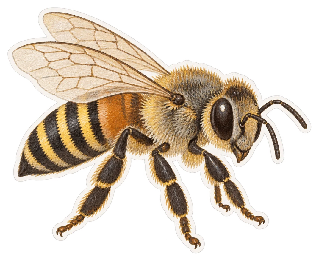 L'abeille naine (Apis florea)