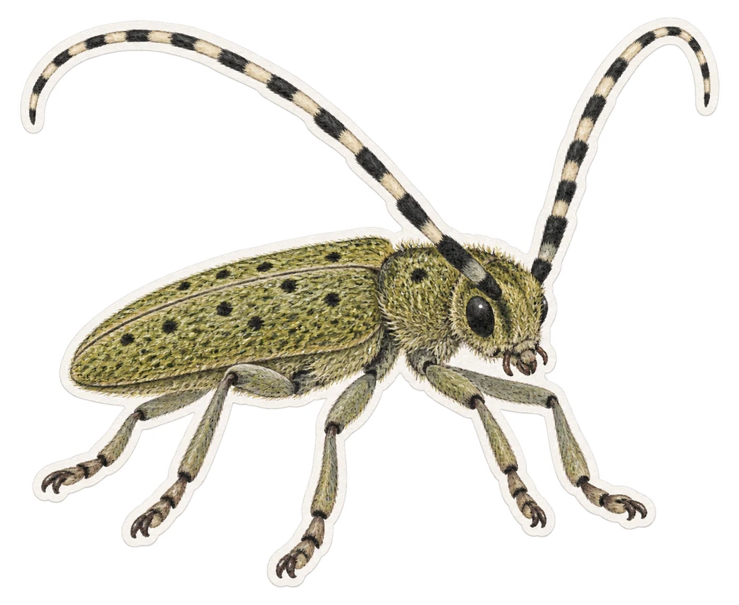 L'agapanthie à pilosité verte (Agapanthia villosoviridescens)
