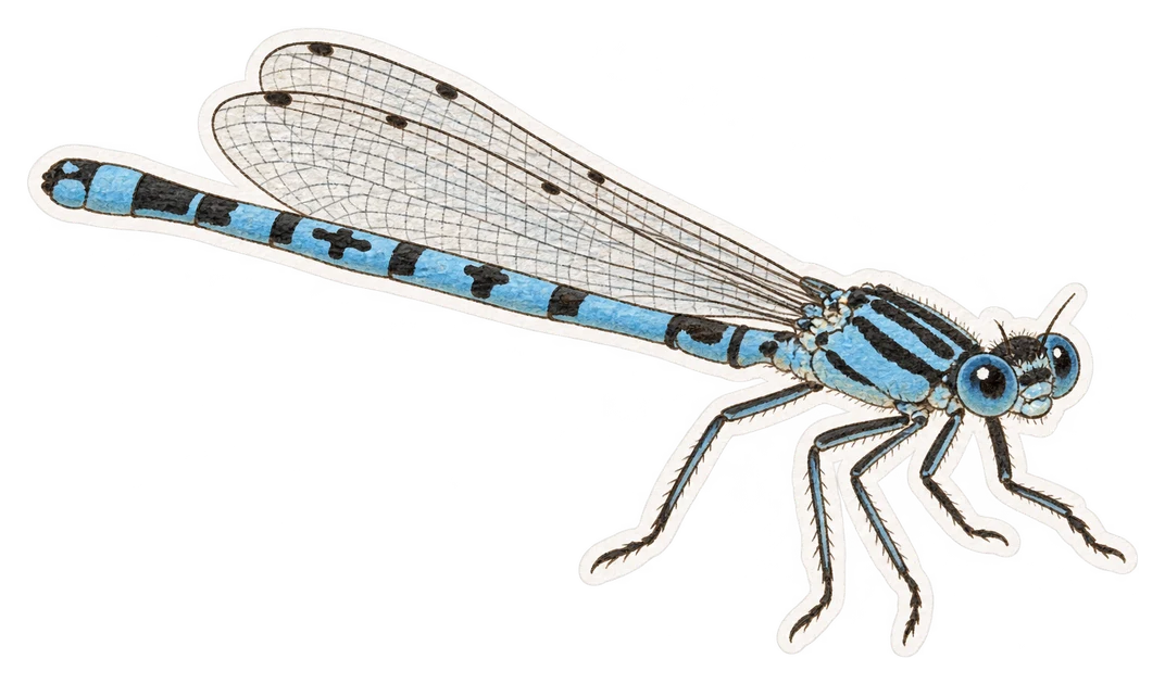 L'agrion de Mercure (Coenagrion mercuriale)