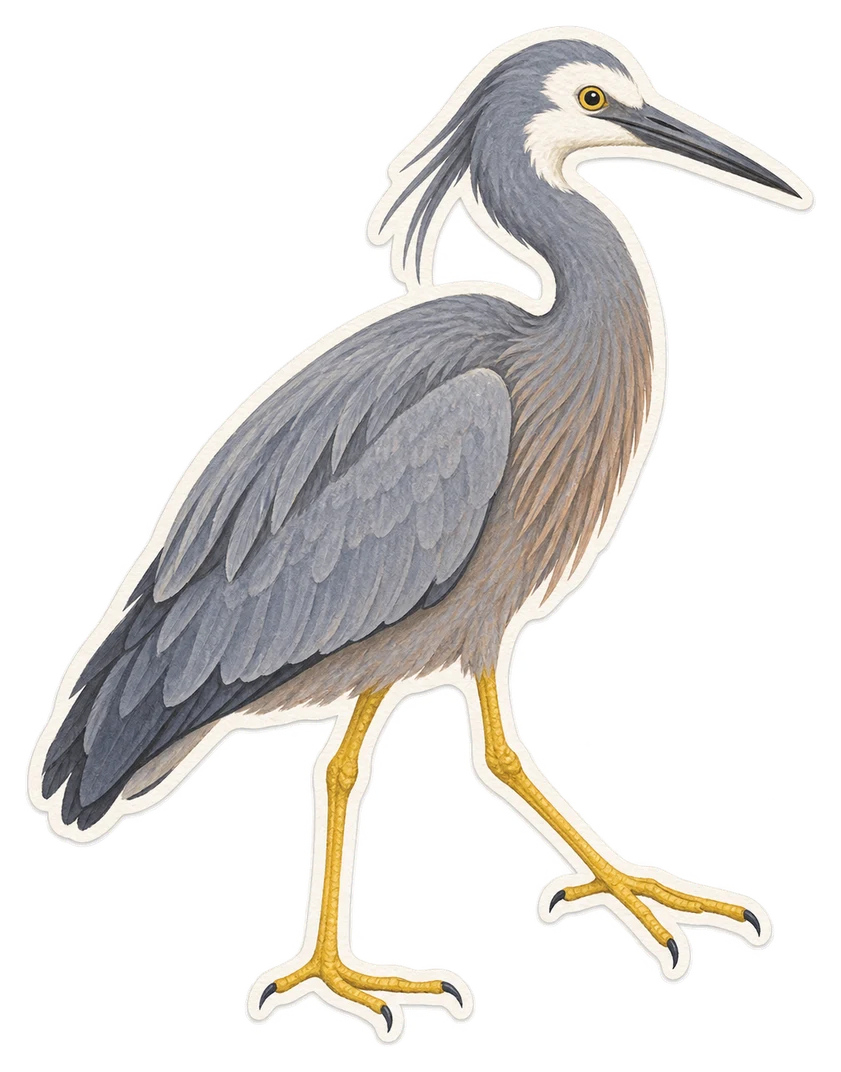 L’aigrette à face blanche (Egretta novaehollandiae)