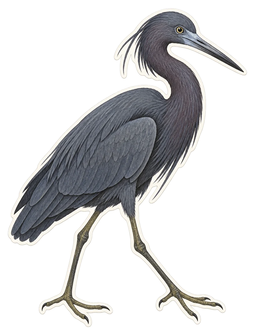 L'aigrette ardoisée (Egretta ardesiaca)