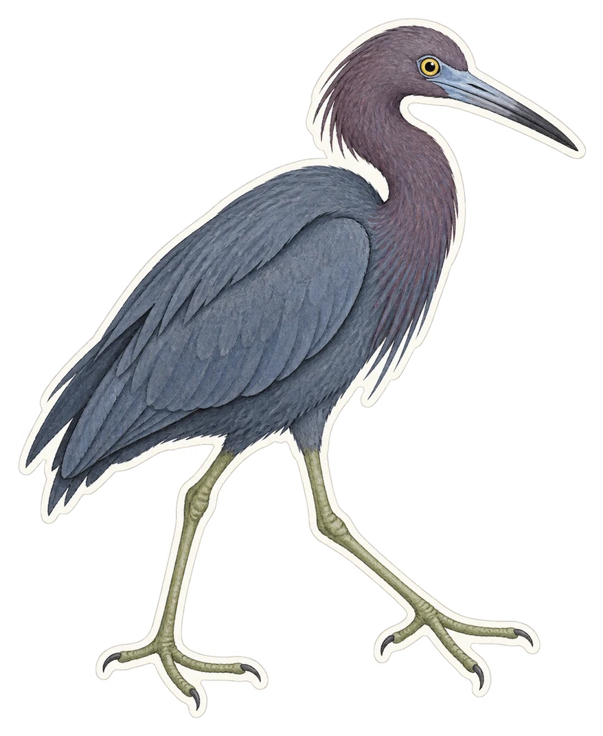 L'aigrette bleue (Egretta caerulea)