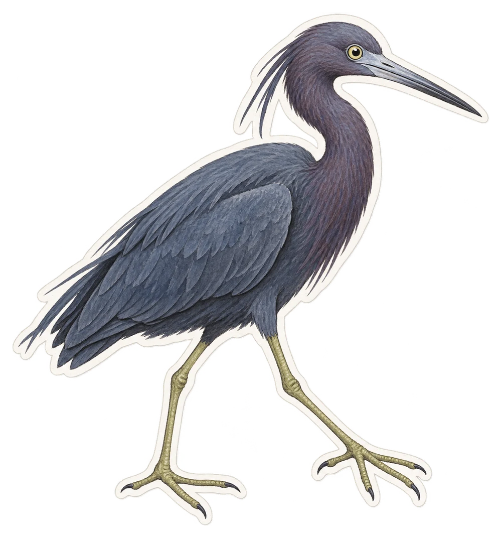 L'aigrette dimorphe (Egretta dimorpha)