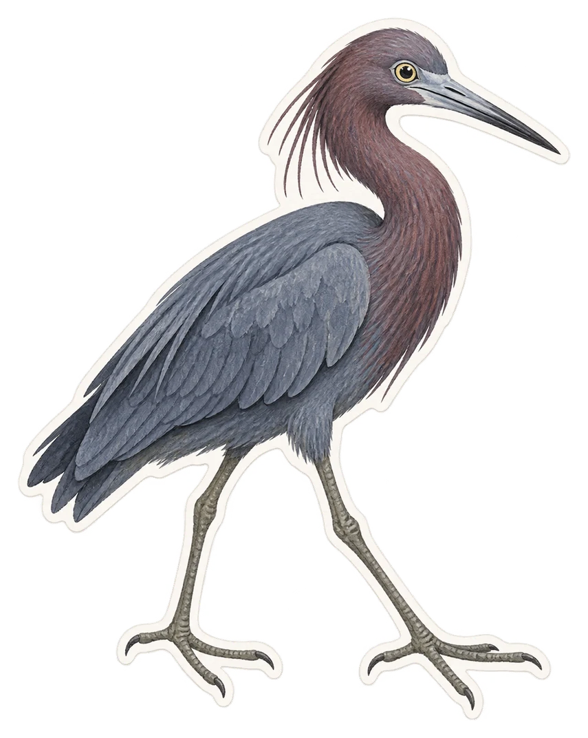 L'aigrette pie (Egretta picata)