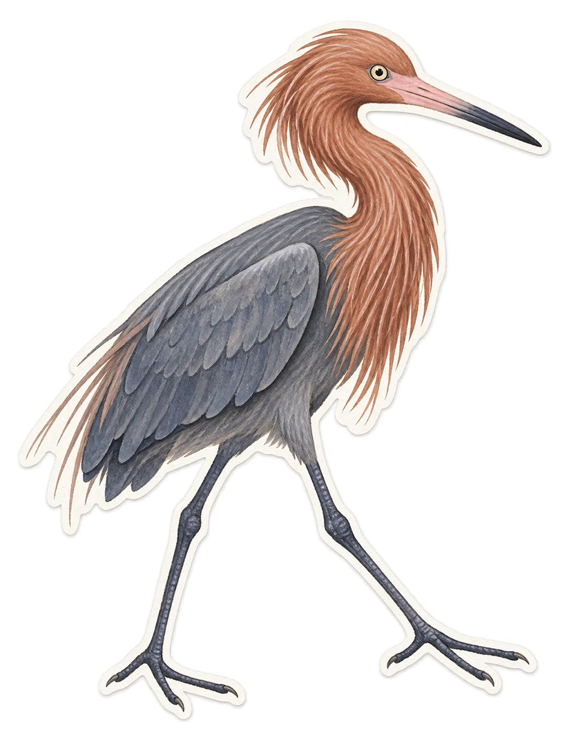L'aigrette roussâtre (Egretta rufescens)