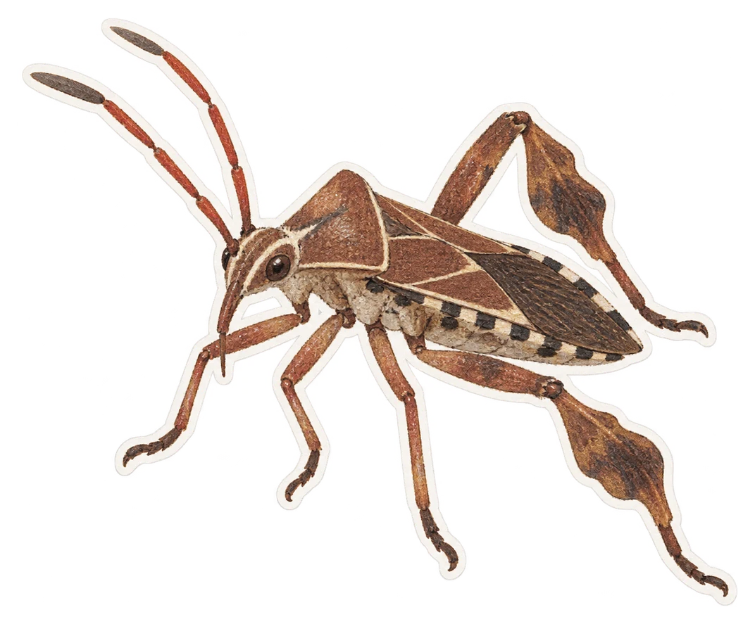 L'alyde calcaratus (Alydus calcaratus)