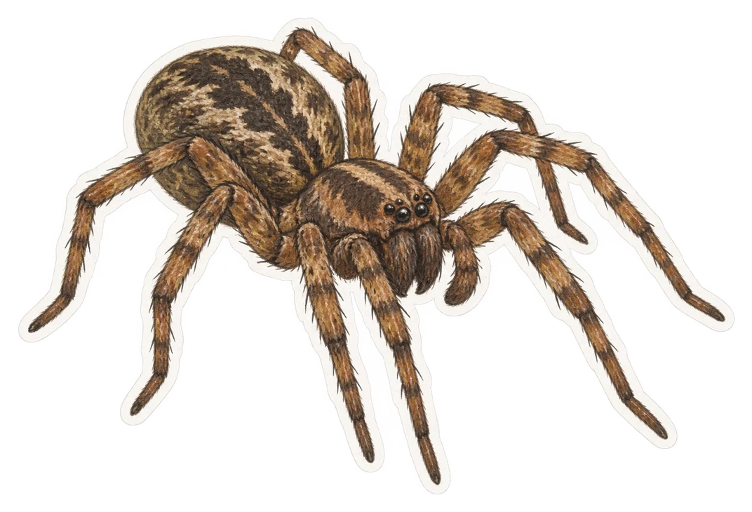 L'amaurobe féroce (Amaurobius ferox)