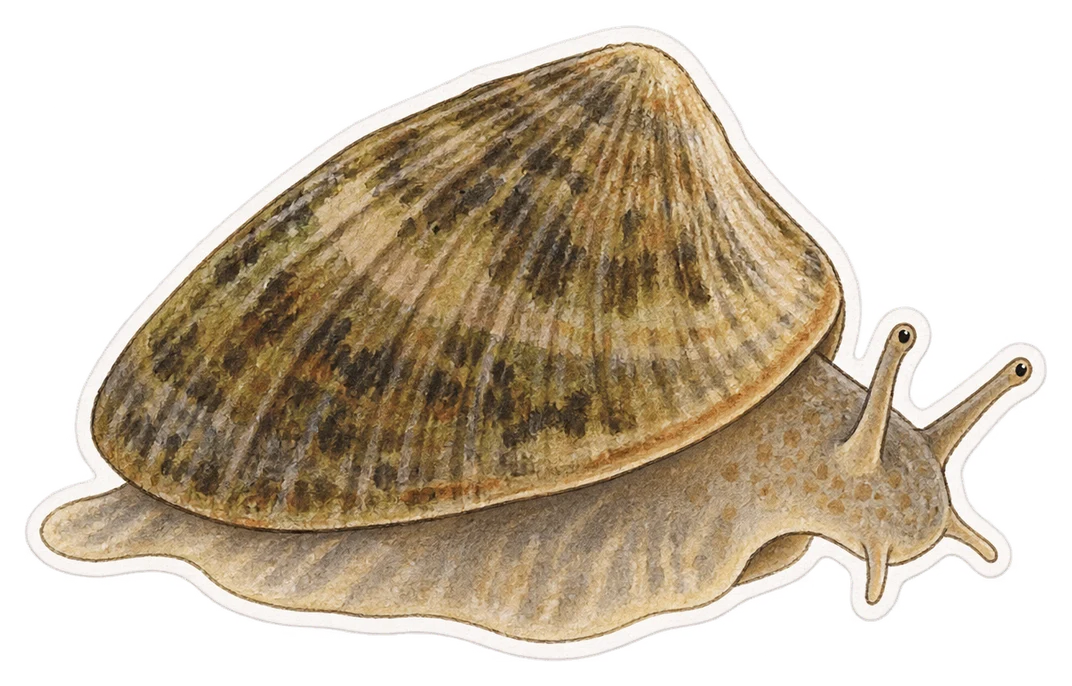 L’ancyle des étangs (Ancylus fluviatilis)