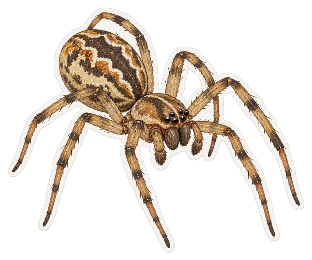 L'anelosimus eximius (Anelosimus eximius)