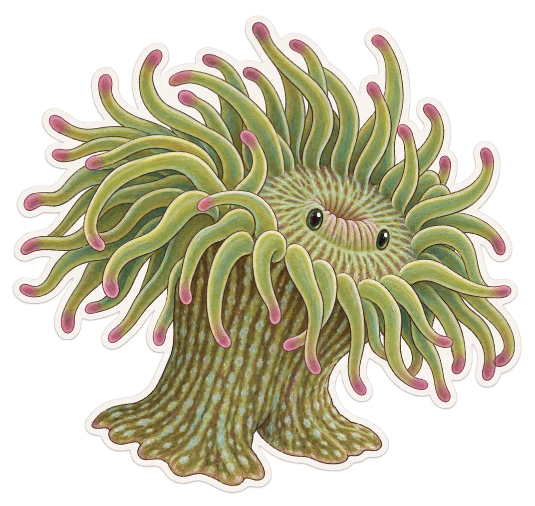 L’anémone verte (Anemonia viridis)