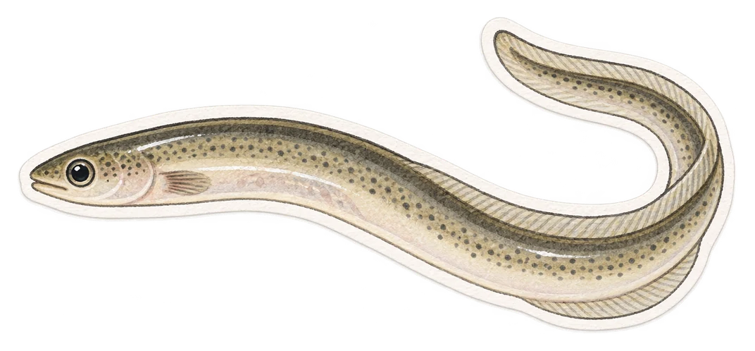Le petit de l’anguille