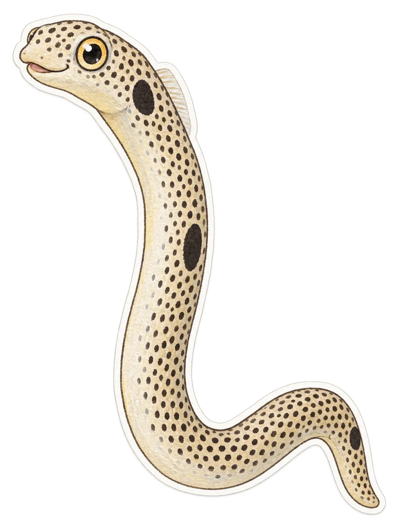 L'anguille jardinière tachetée (Heteroconger hassi)