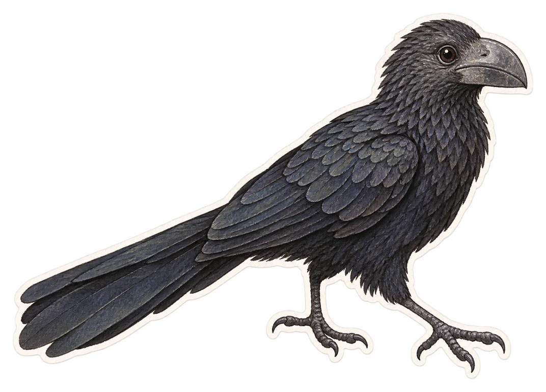 L'ani à bec lisse (Crotophaga ani)