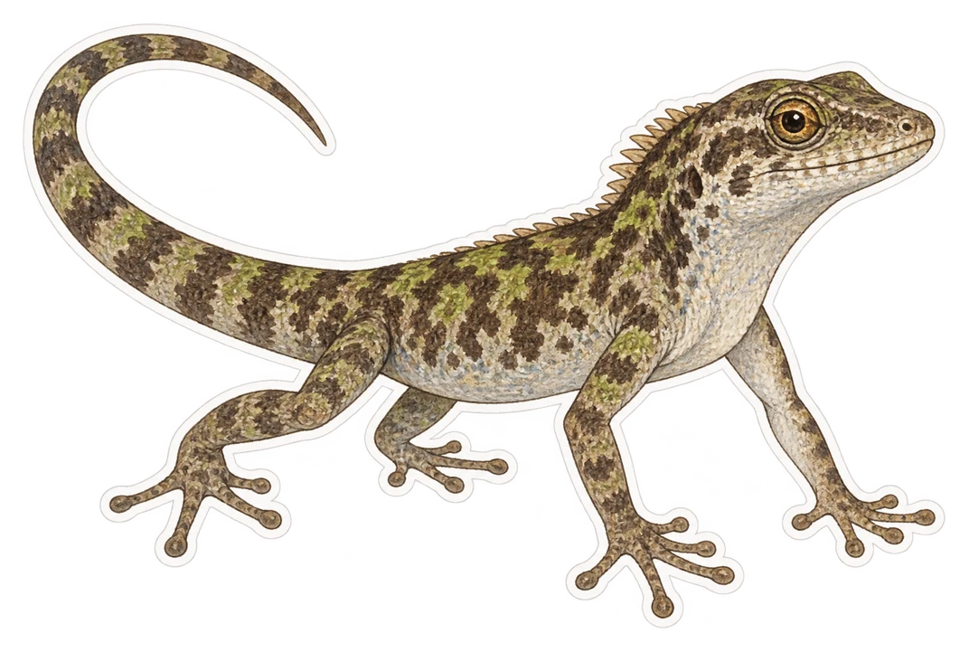 L'anolis marbré (Anolis marmoratus)
