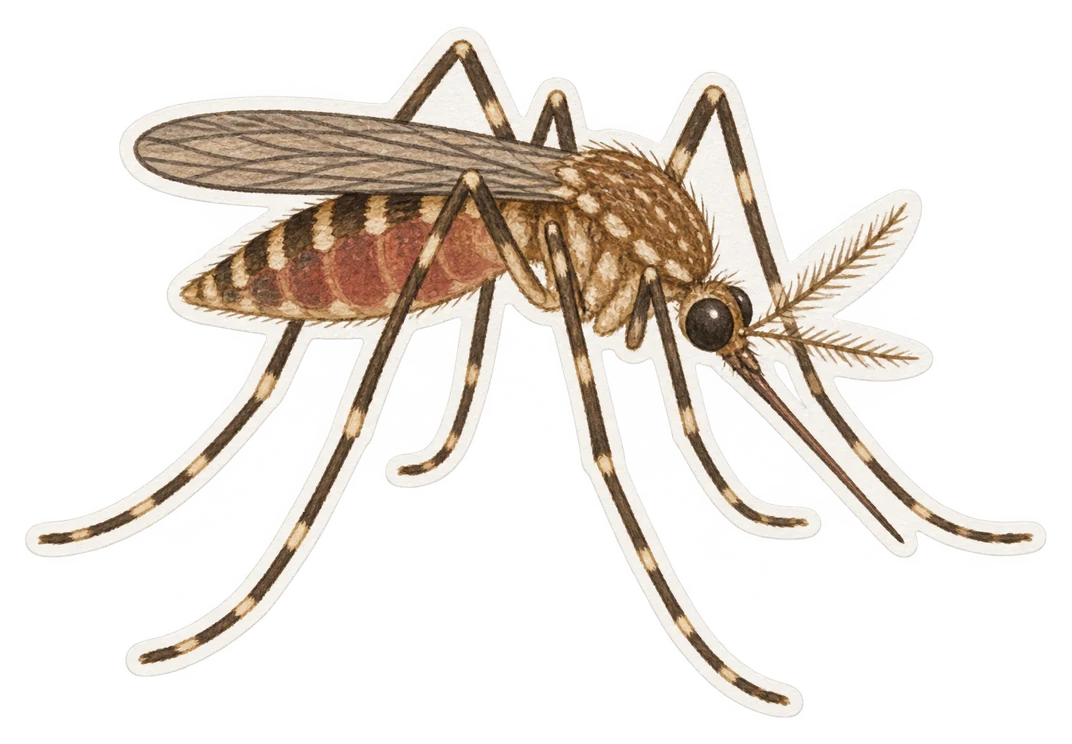 L’anophèle gambiae (Anopheles gambiae)