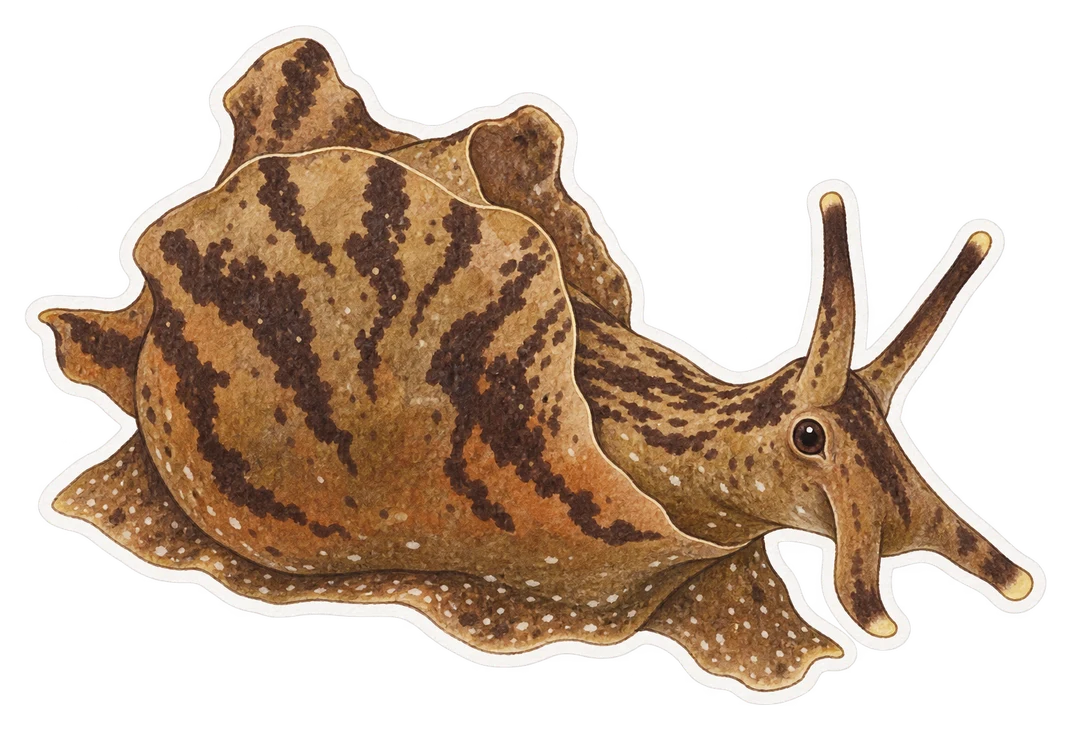L'aplysie fasciée (Aplysia fasciata)