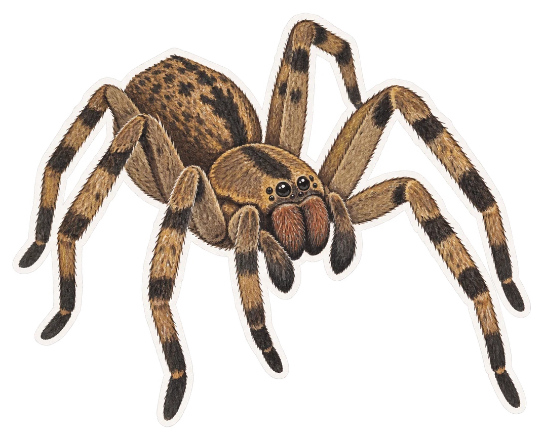 L'araignée banane brésilienne (Phoneutria nigriventer)