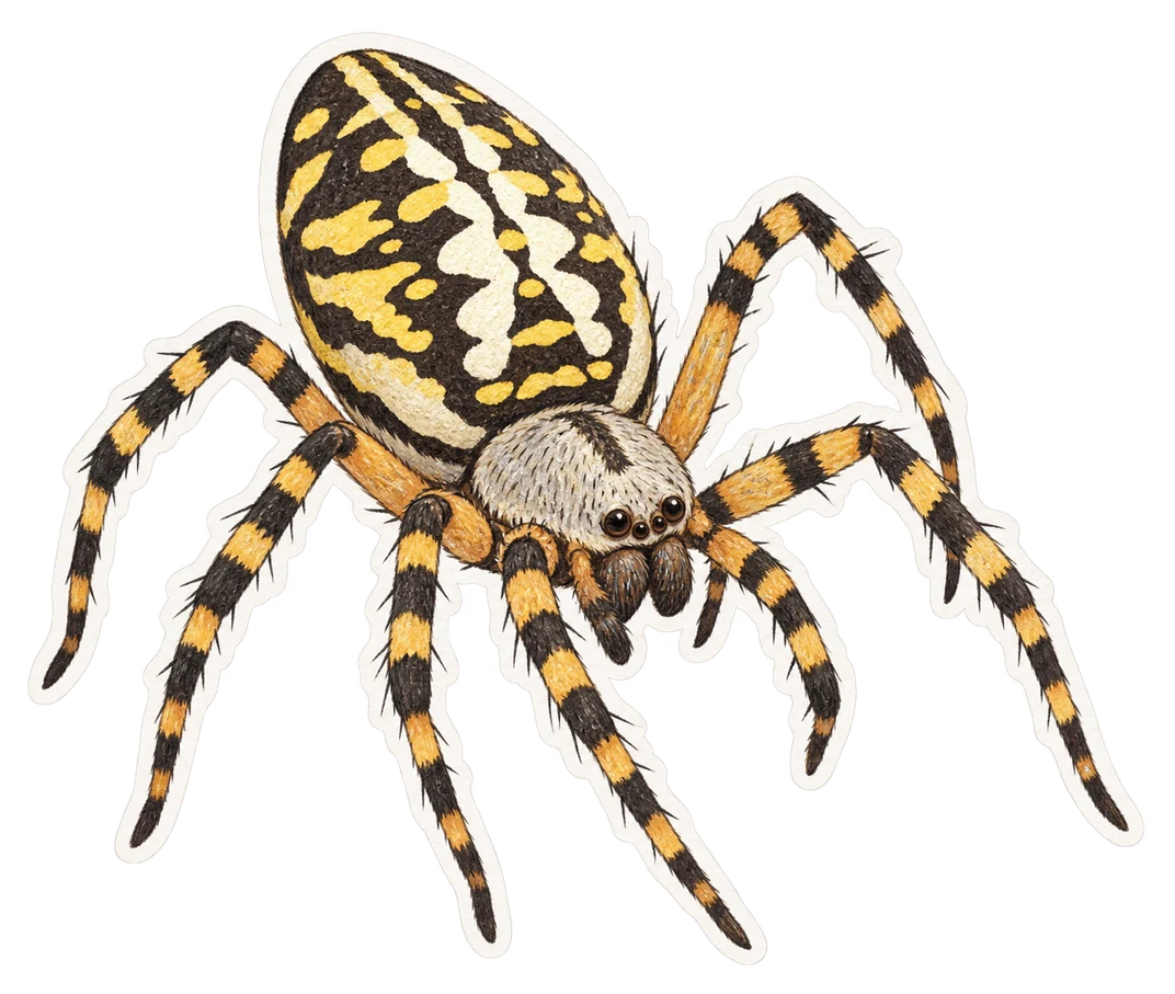 L'argiope appensa (Argiope appensa)