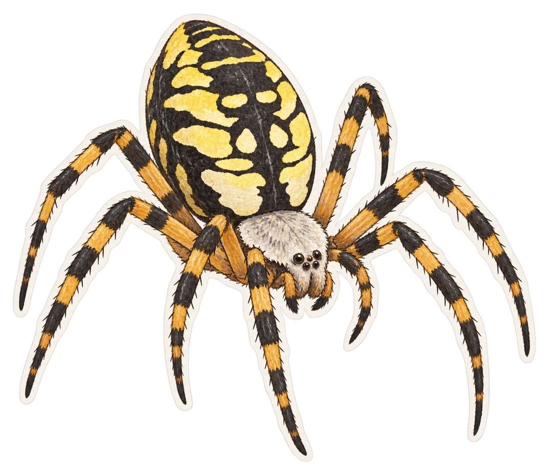Argiope aurantie