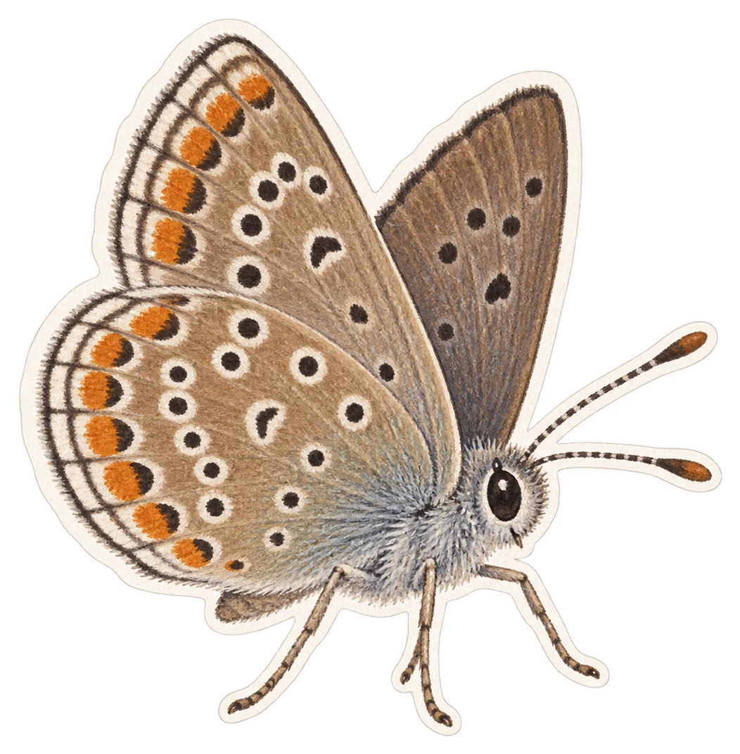 L'argus de l'hélianthème (Aricia artaxerxes)