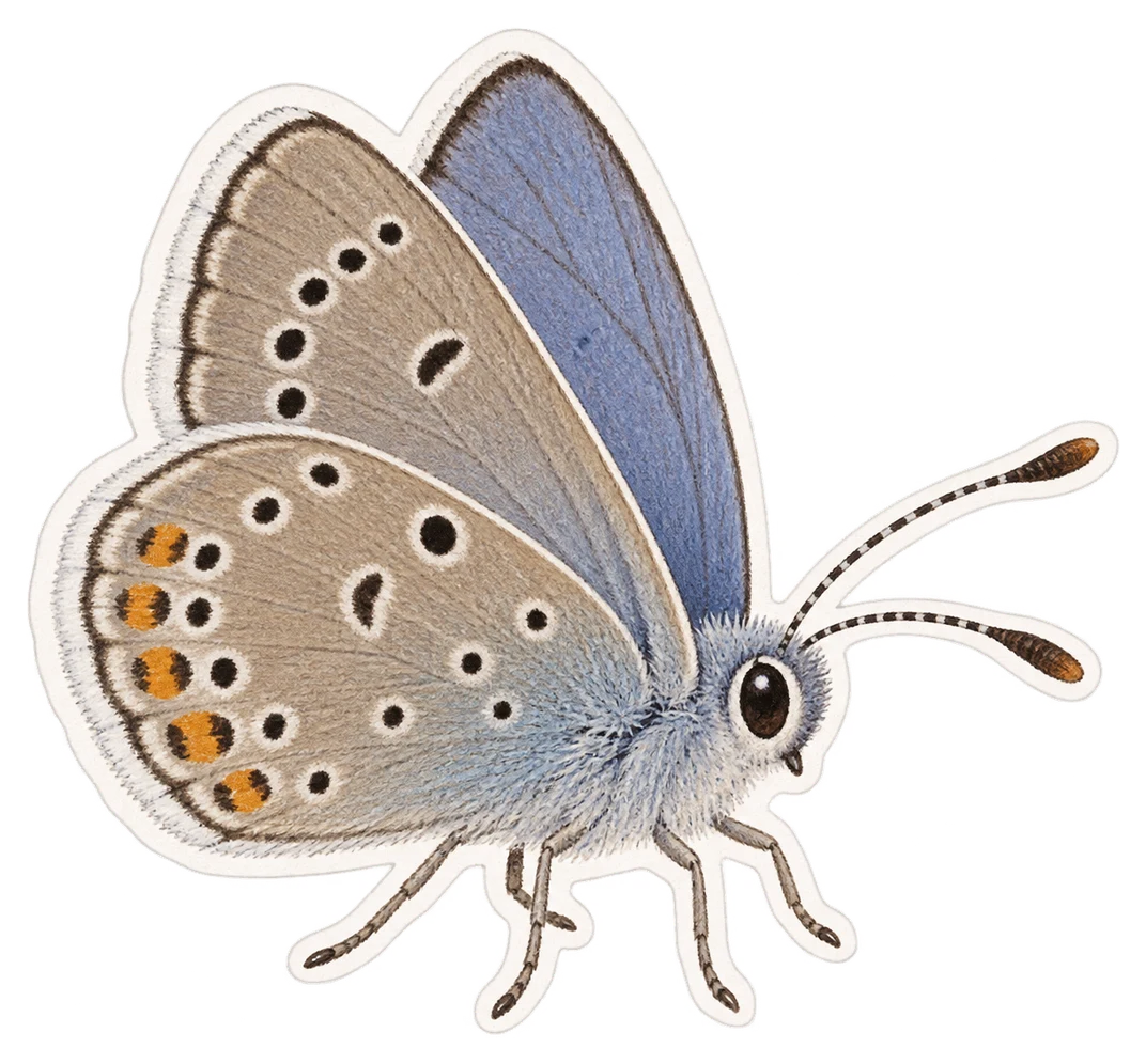 L’argus frêle (Cupido minimus)
