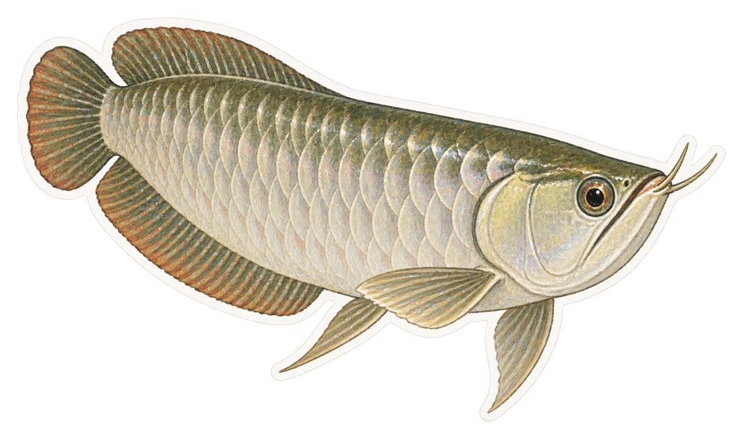 L'arowana argenté (Osteoglossum bicirrhosum)