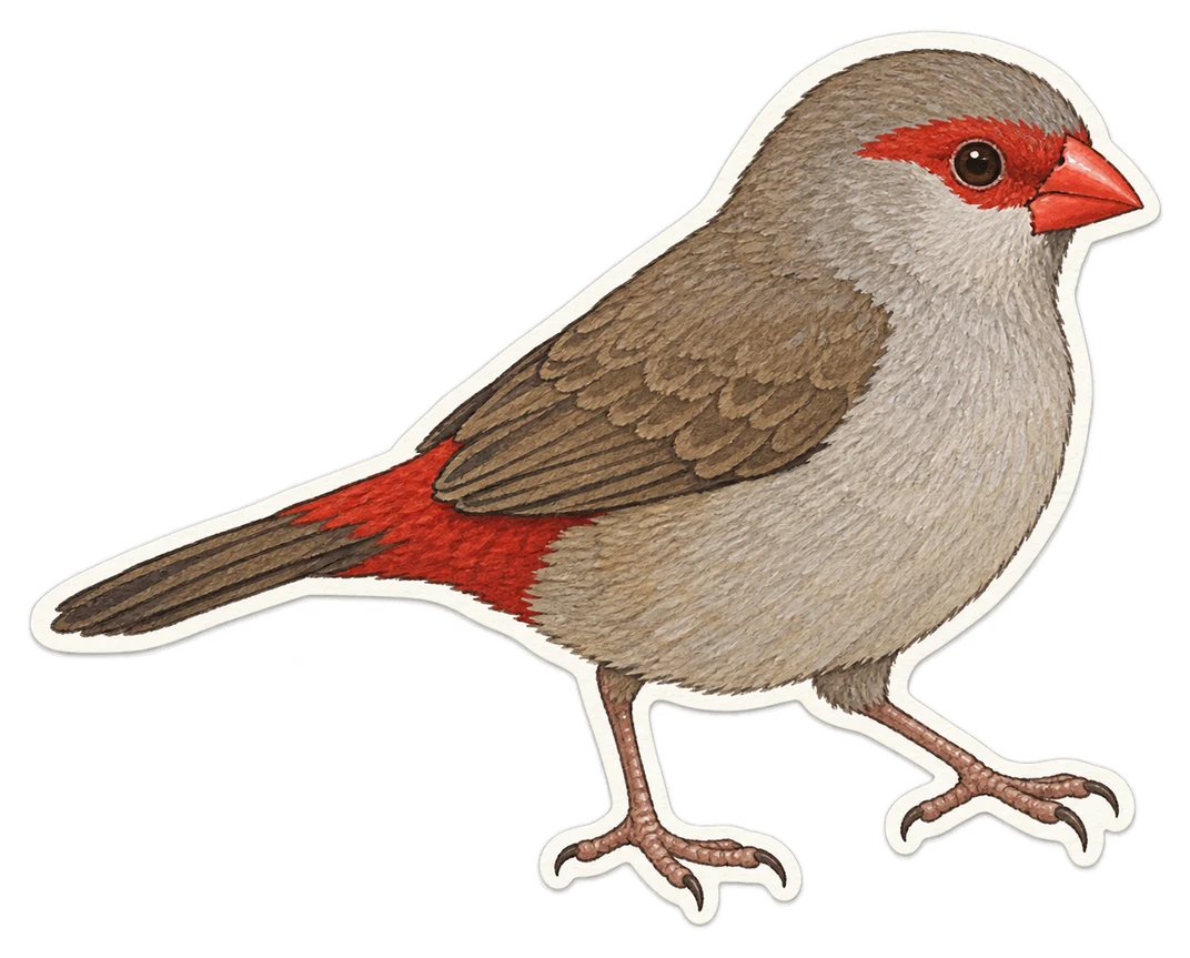 L’astrild cendré (Estrilda troglodytes)
