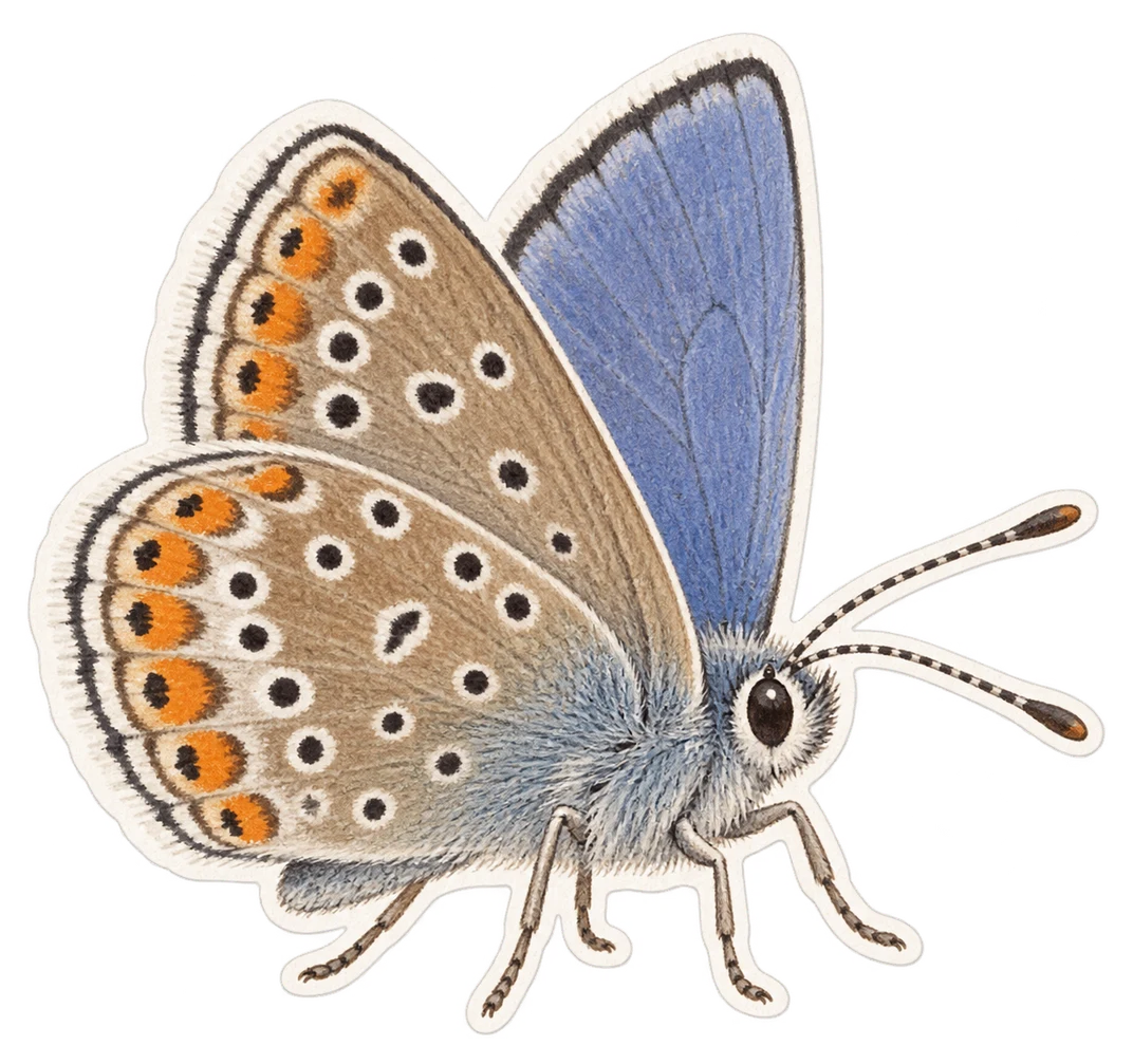 L'azuré de l'ajonc (Plebejus argus)