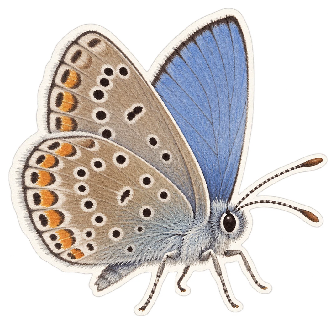 L'azuré des anthyllides (Cyaniris semiargus)