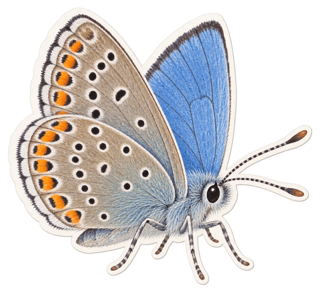 L'azuré des coronilles (Plebejus argyrognomon)