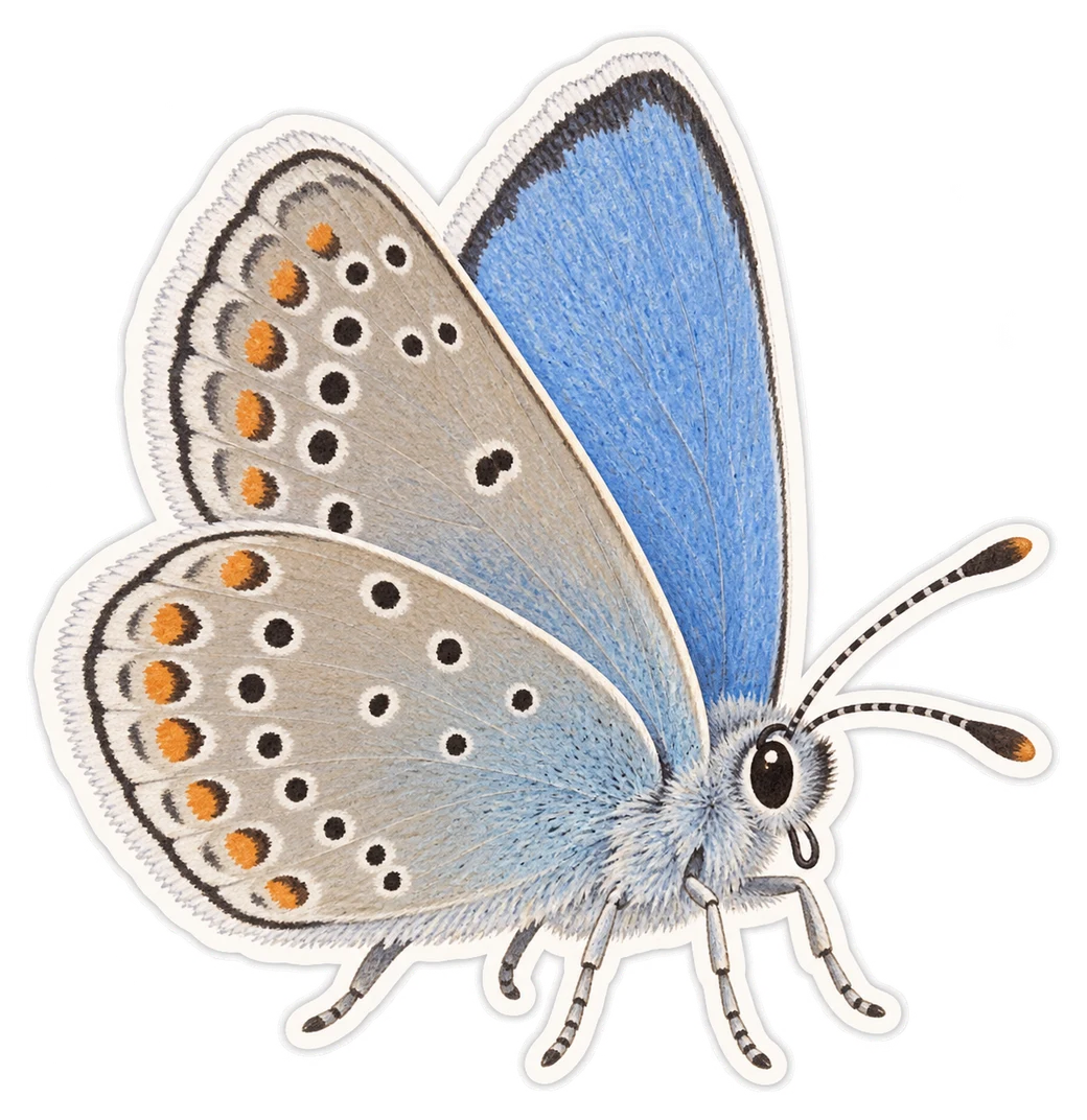 L’azuré des cytises (Glaucopsyche alexis)