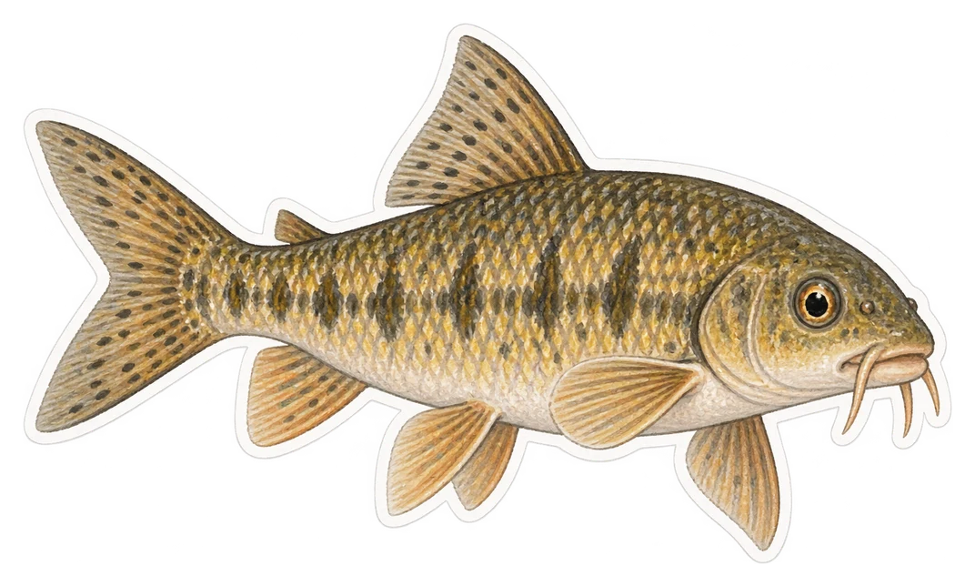 Le barbeau méridional (Barbus meridionalis)