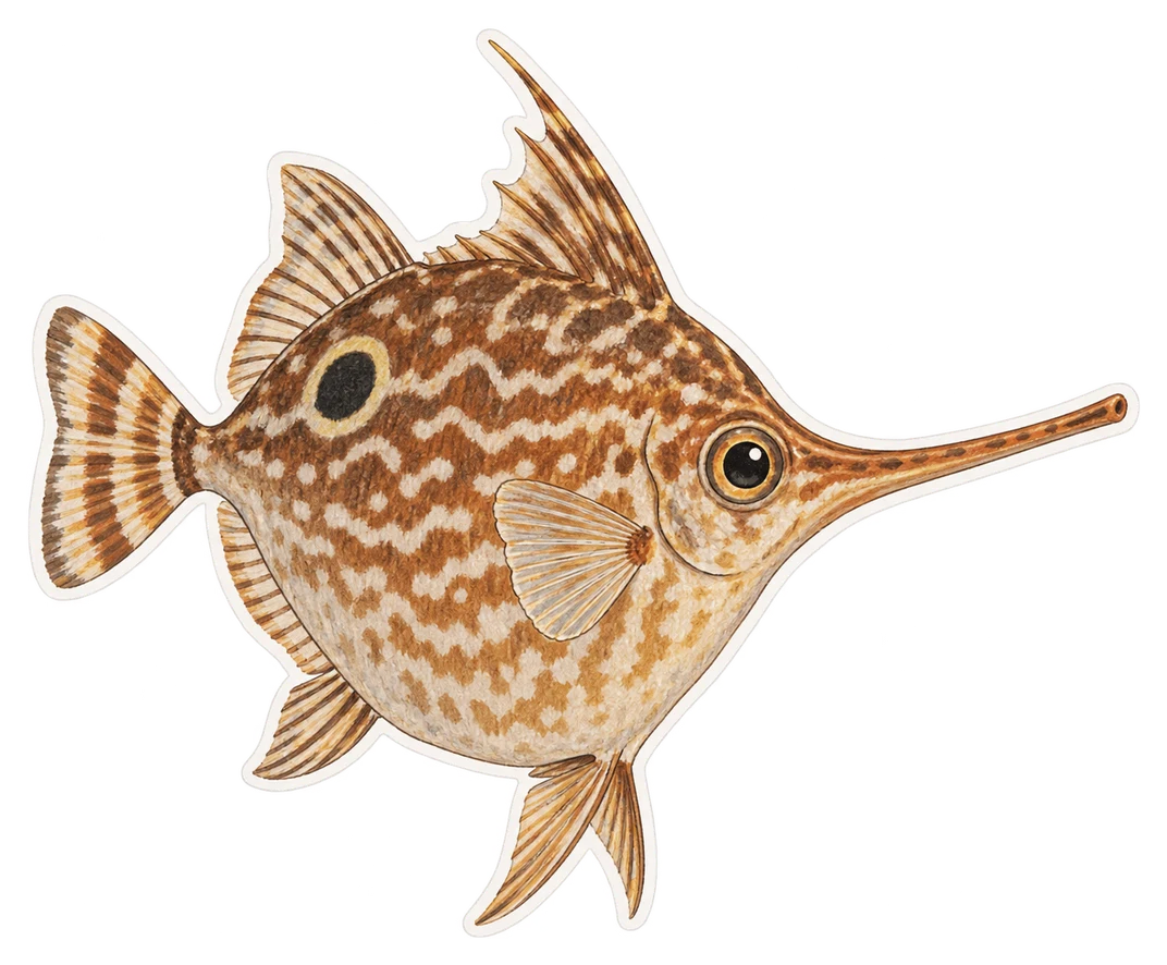 La bécasse de mer (Macroramphosus scolopax)