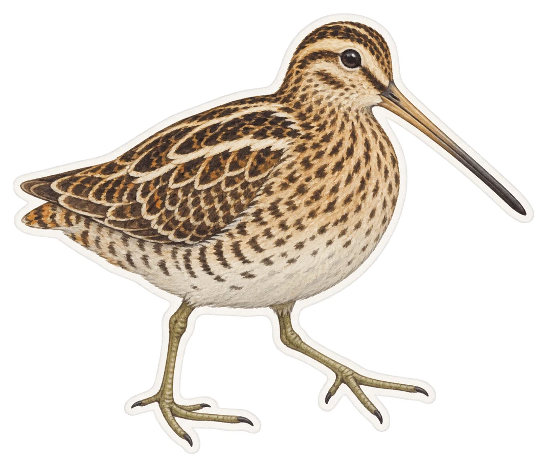 La bécassine des marais (Gallinago gallinago)