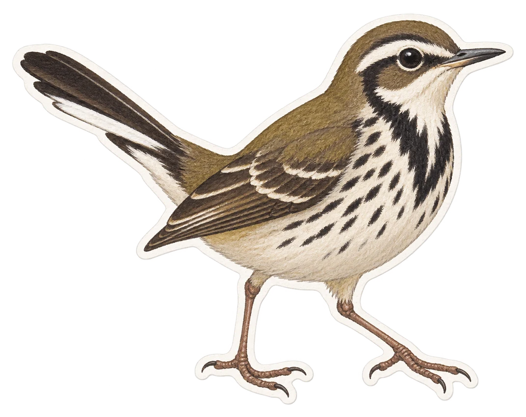 La bergeronnette de forêt (Dendronanthus indicus)