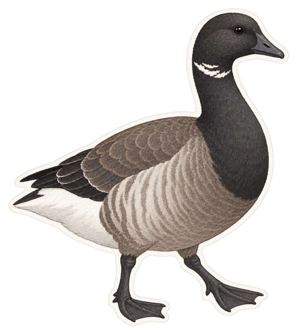 La bernache cravant (Branta bernicla)