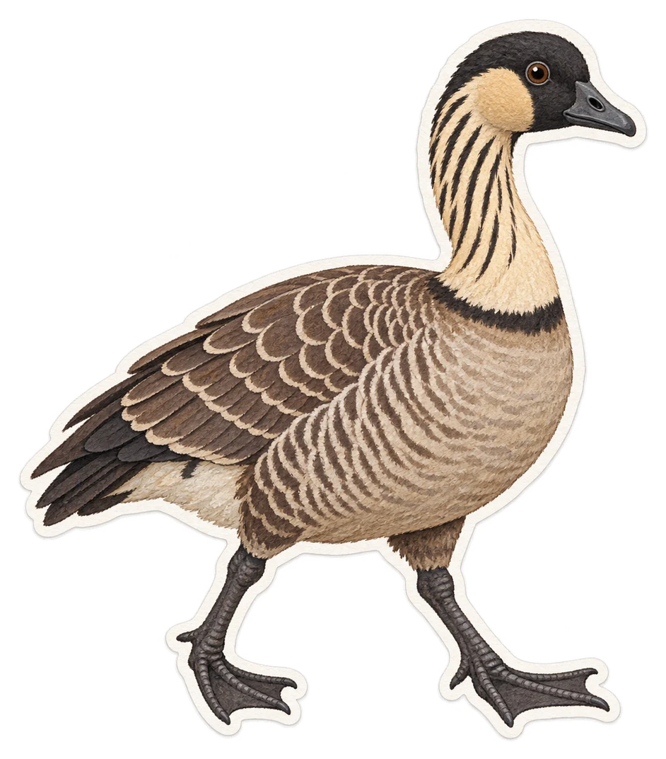 La bernache néné (Branta sandvicensis)