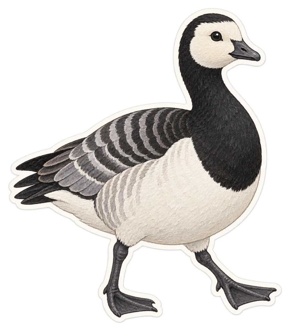La bernache nonnette (Branta leucopsis)