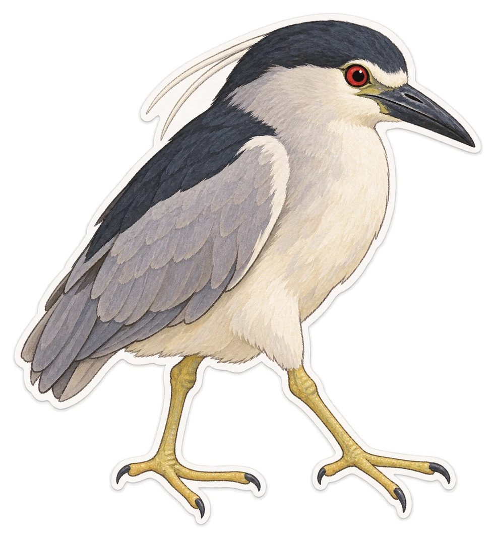 Le bihoreau gris (Nycticorax nycticorax)