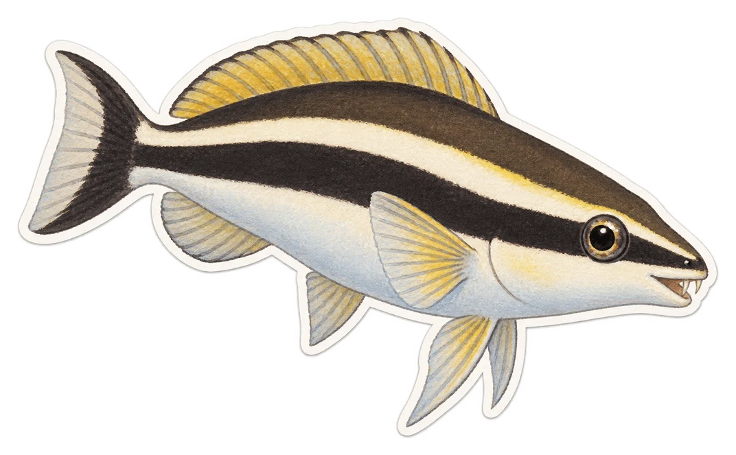 La blennie imitatrice (Aspidontus taeniatus)