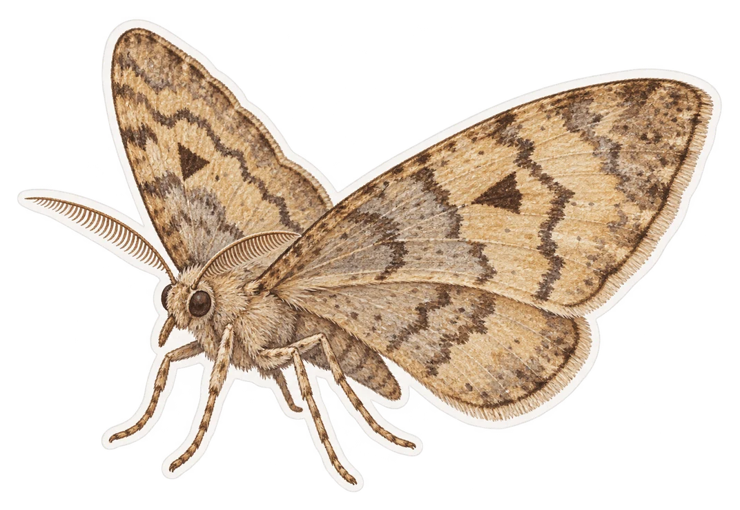 La boarmie rhomboïdale (Peribatodes rhomboidaria)