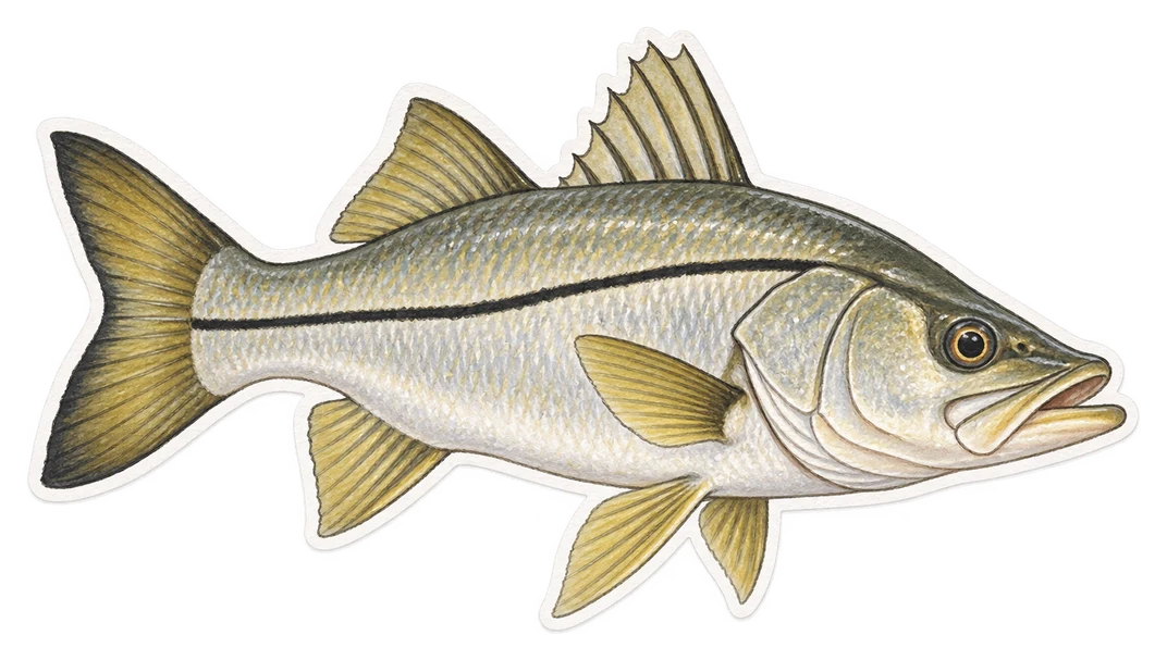 Le brochet de mer commun (Centropomus undecimalis)