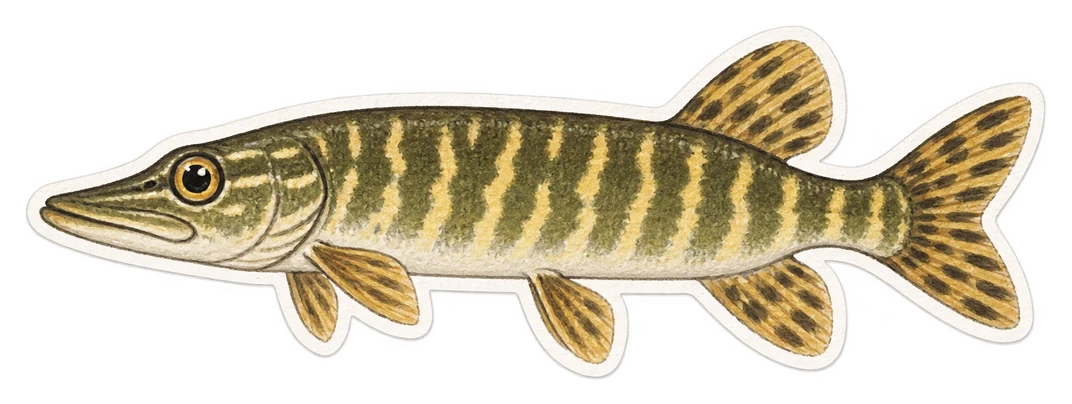 Le petit du brochet