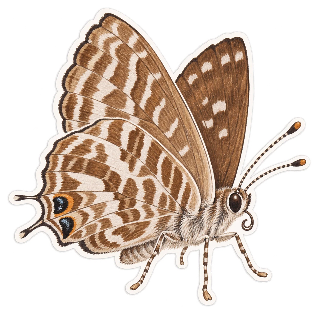 Le brun des pélargoniums (Cacyreus marshalli)