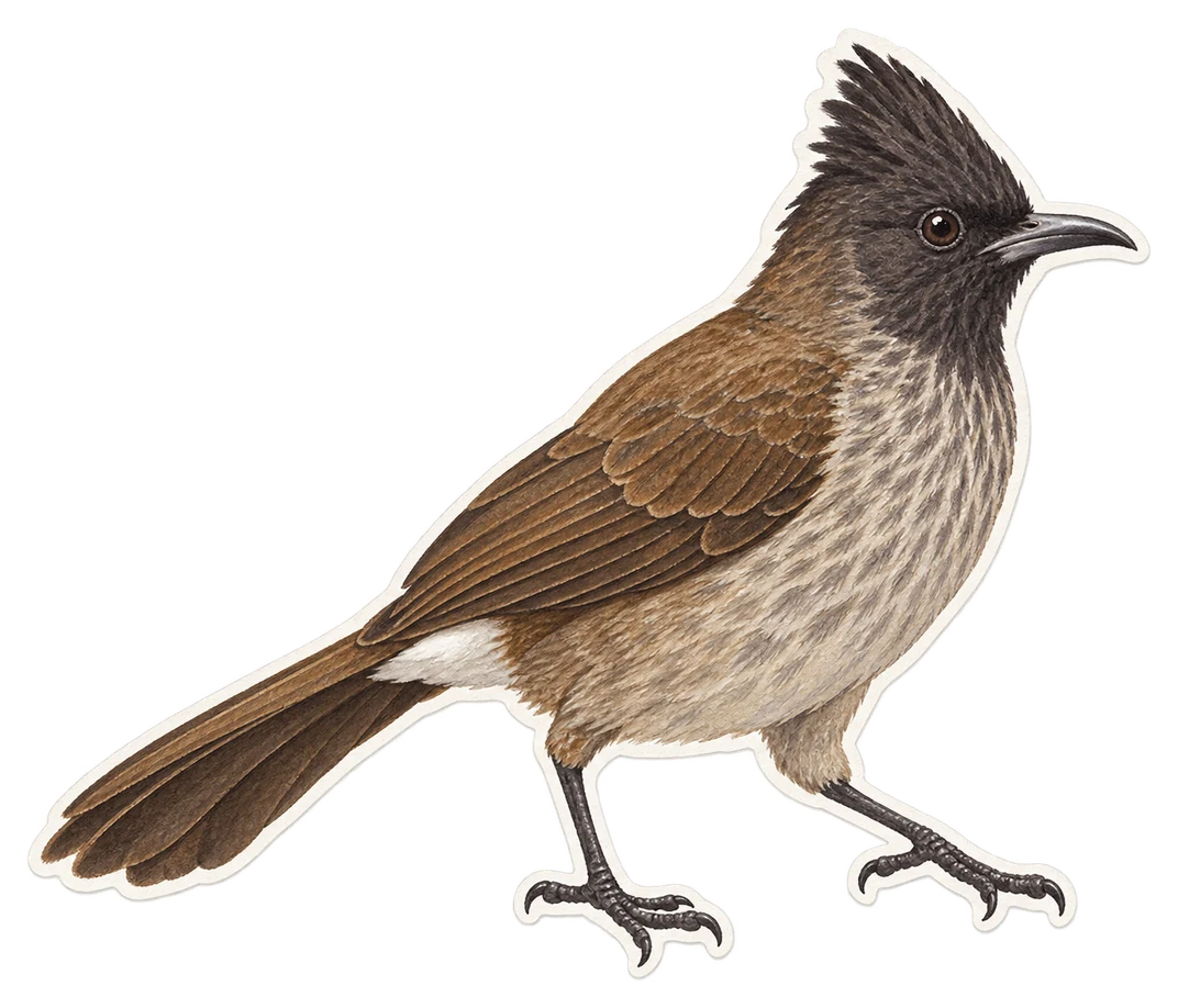 Le bulbul de Bourbon (Hypsipetes borbonicus)