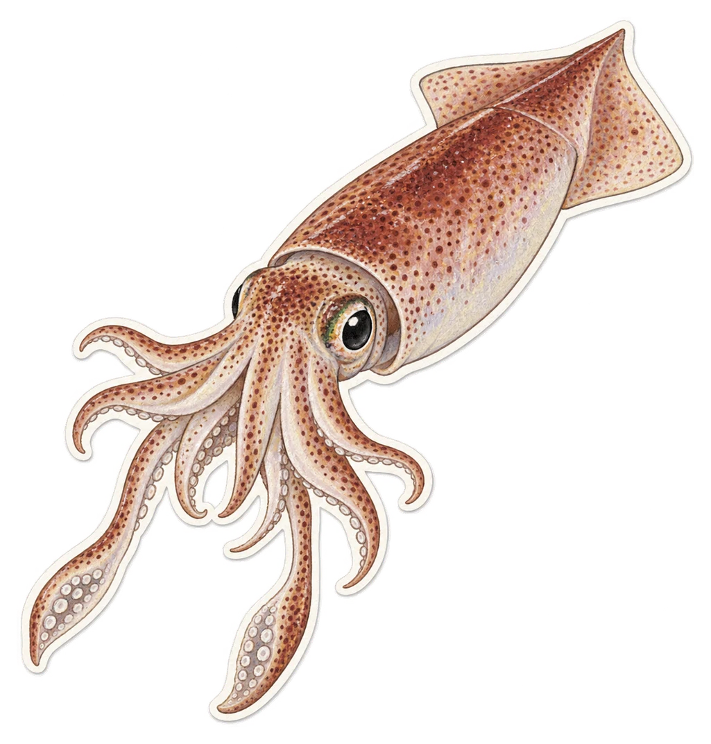 Le calmar commun (Loligo vulgaris)