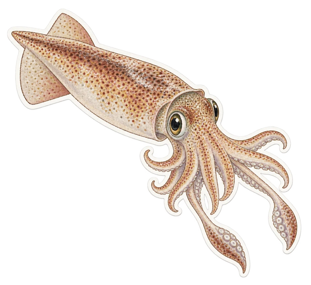 Le calmar côtier (Alloteuthis subulata)