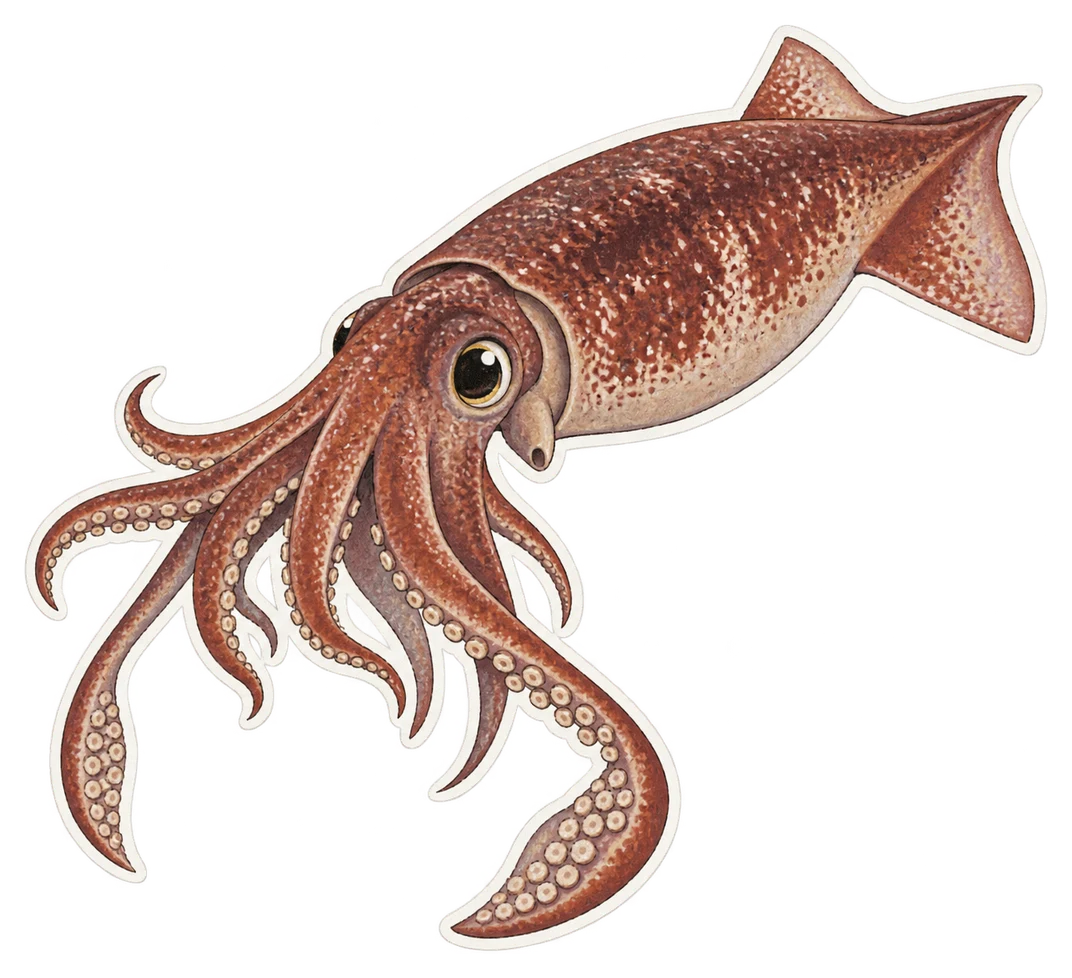 Le calmar de Humboldt (Dosidicus gigas)