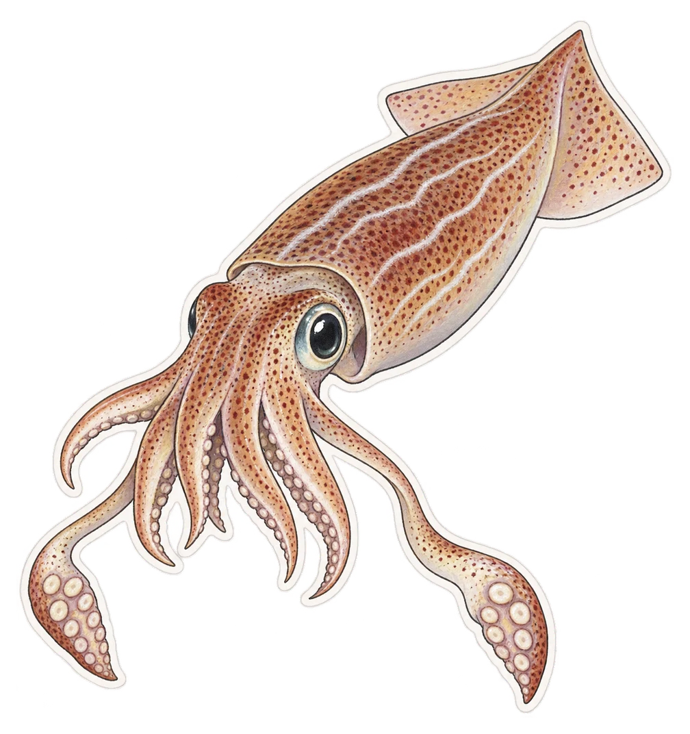 Le calmar veiné (Loligo forbesii)