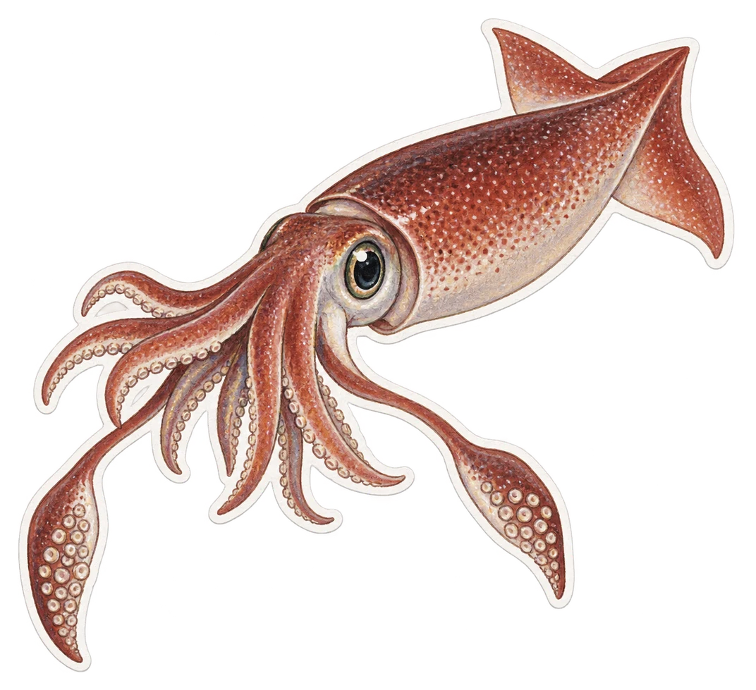 Le calmar volant (Ommastrephes bartramii)